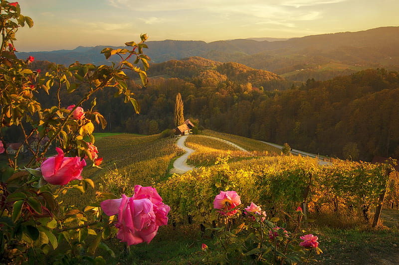 Slovenia, roses, hills, view, vineyard, bonito, countryside, mountain, flowers, summer, sunrise, morning, HD wallpaper