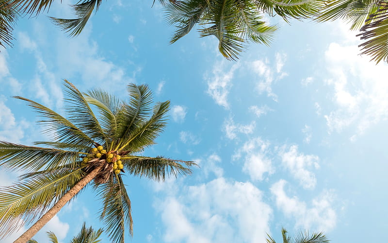 palms, coconuts, clear blue sky, tropical islands, summer, palm leaves, HD wallpaper