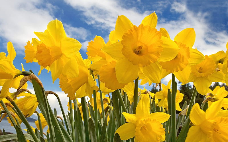 Sunny Daffodils, HD wallpaper