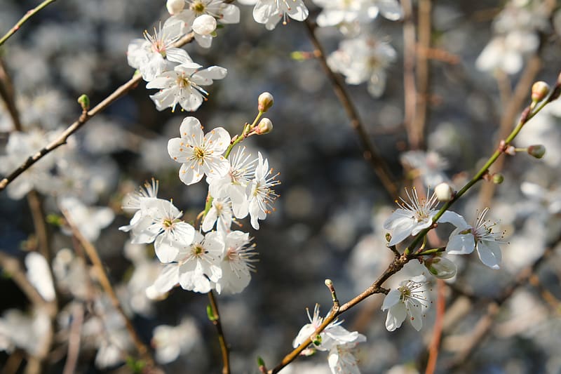 blackthorn, flowers, petals, spring, blur, HD wallpaper