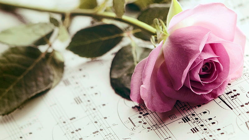 Lavender Pink Rose, romantic, rose, notes, music, flower, score, musical, HD wallpaper