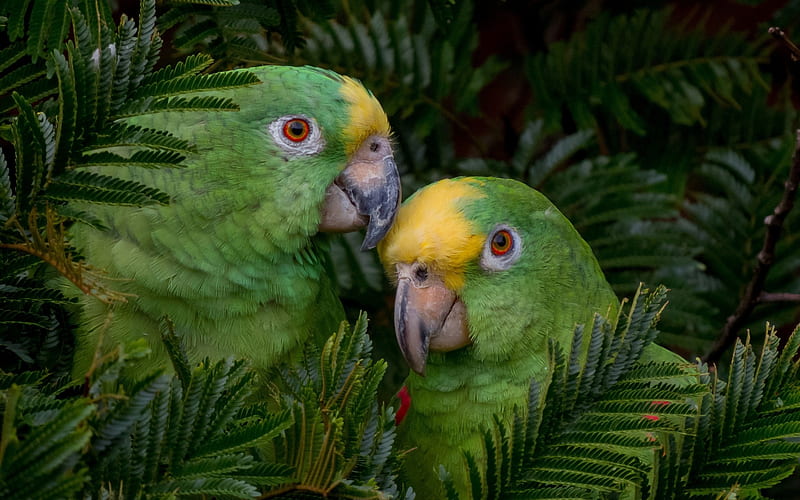 Yellow-crowned amazon, green parrots, beautiful green birds, Panama, South America, yellow-crowned parrot, HD wallpaper