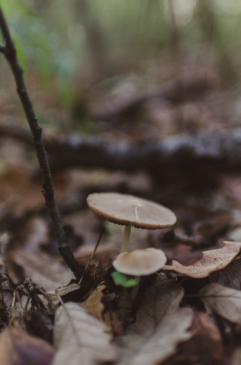 white and brown mushroom in tilt shift lens, HD phone wallpaper