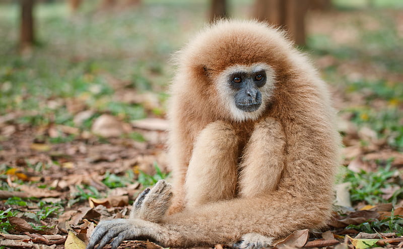 Lar Gibbon Primate Ultra, Animals, Wild, Nature, Asia, Amazing, Thailand, wildlife, primate, nationalpark, BeautifulNature, BeautifulWorld, NaturalWorld, phetchaburi, Kaeng Krachan, Gibbon, HD wallpaper