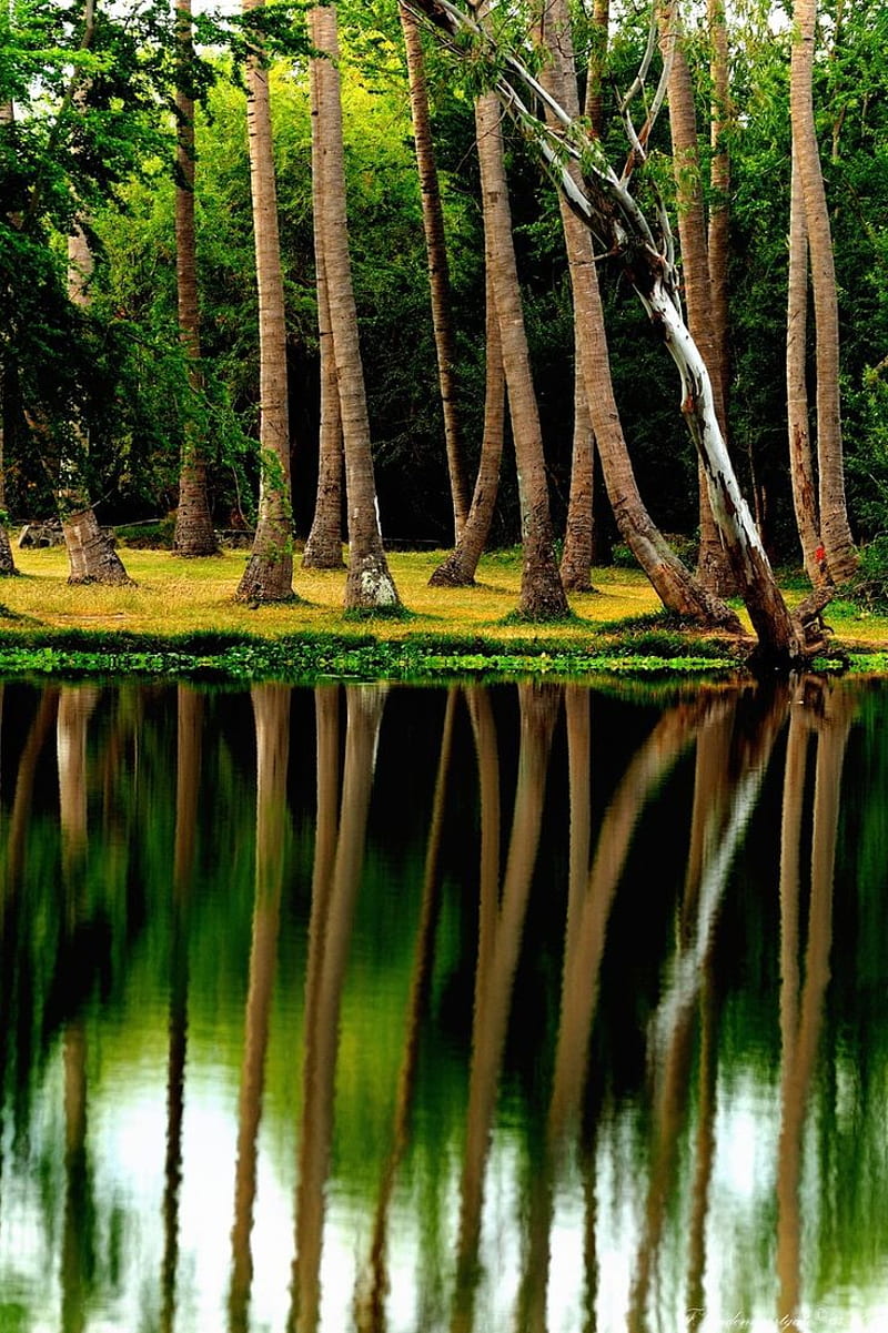 Reflection. Nature , Reunion island, Beautiful nature, HD phone wallpaper