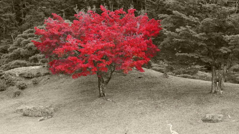 lone red maple, forest, red, tree, gray scale, HD wallpaper