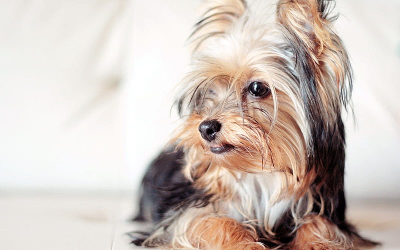 Yorkshire Terrier, close-up, cute dog, Yorkie, dogs, cute animals, pets, Yorkshire Terrier Dog, HD wallpaper