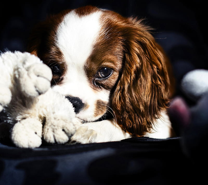 Cute sad puppy, rgart, rharh, HD wallpaper | Peakpx