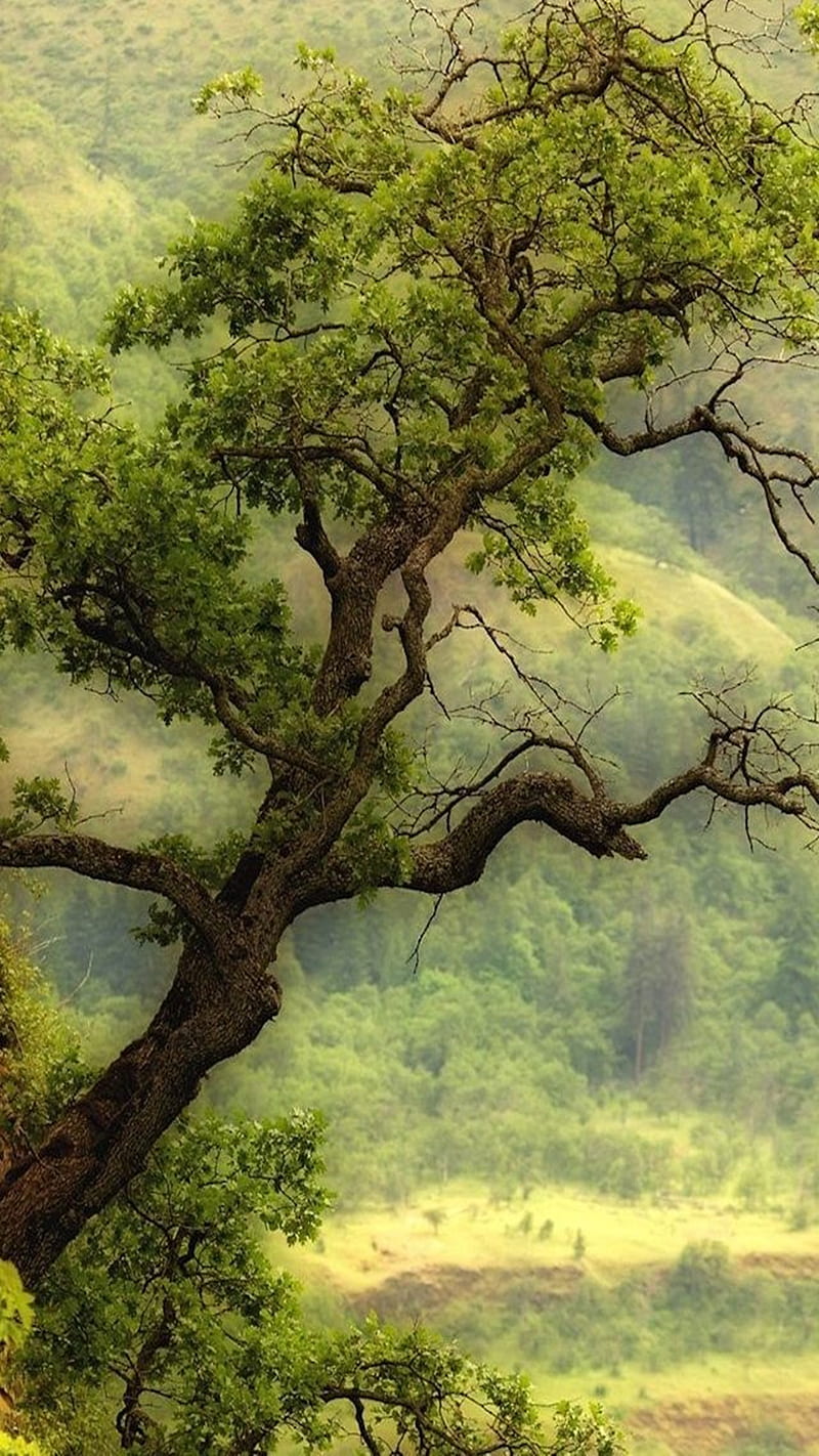 Lonely Tree, HD phone wallpaper