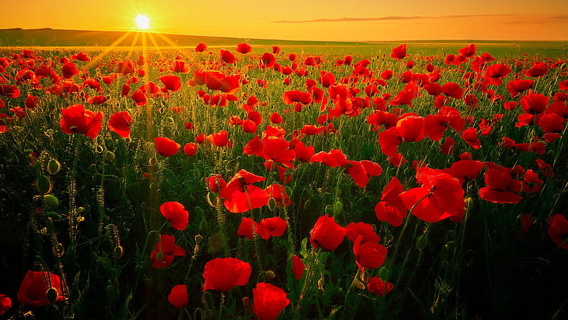 Poppy Red Flower Field During Sunrise Flowers, HD wallpaper