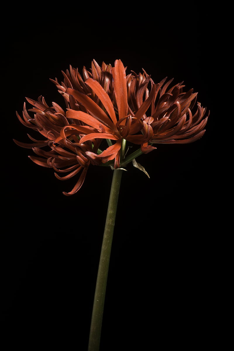 spider lily, flower, petals, red, HD phone wallpaper