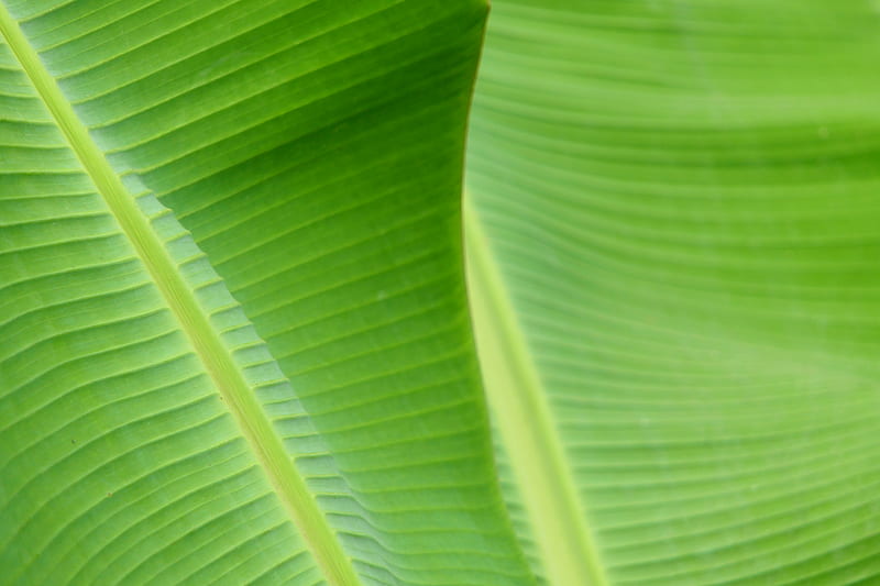 green banana leaves, HD wallpaper