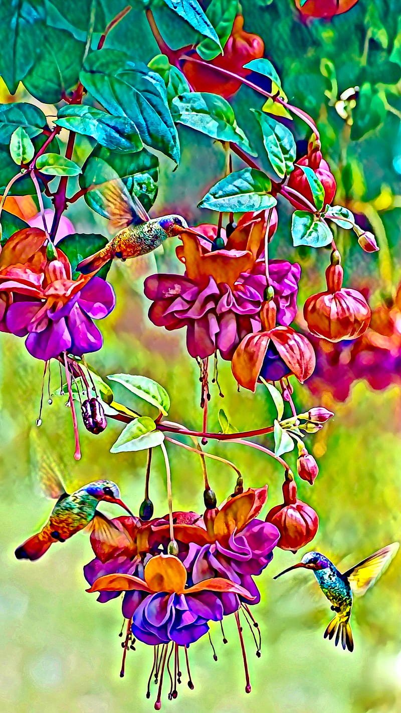 Hummingbirds & Fuschia, ColetteLrsn, birds, colorful flower, flowers, garden, hummingbird nectar, nature, pretty, HD phone wallpaper