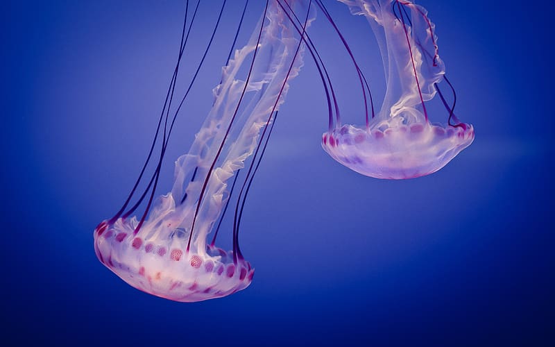 Jellyfish, Fishes, Animal, Jelly, HD wallpaper
