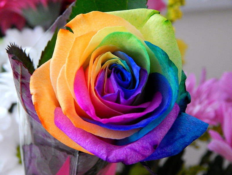 such a colourful rose, pretty, I have run out of tags, colourful, rose, yellow, bonito, swirly, swirl, green, purple, flower, nature, pink, blue, HD wallpaper