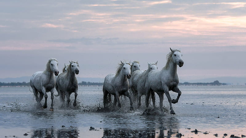 White Horses Are Running On Water With Cloudy Sky Background Animals, HD wallpaper