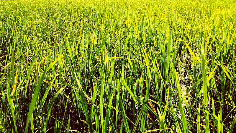 Rice, ariyalai, farm, gowshi, green, jaffna, meadow, HD wallpaper
