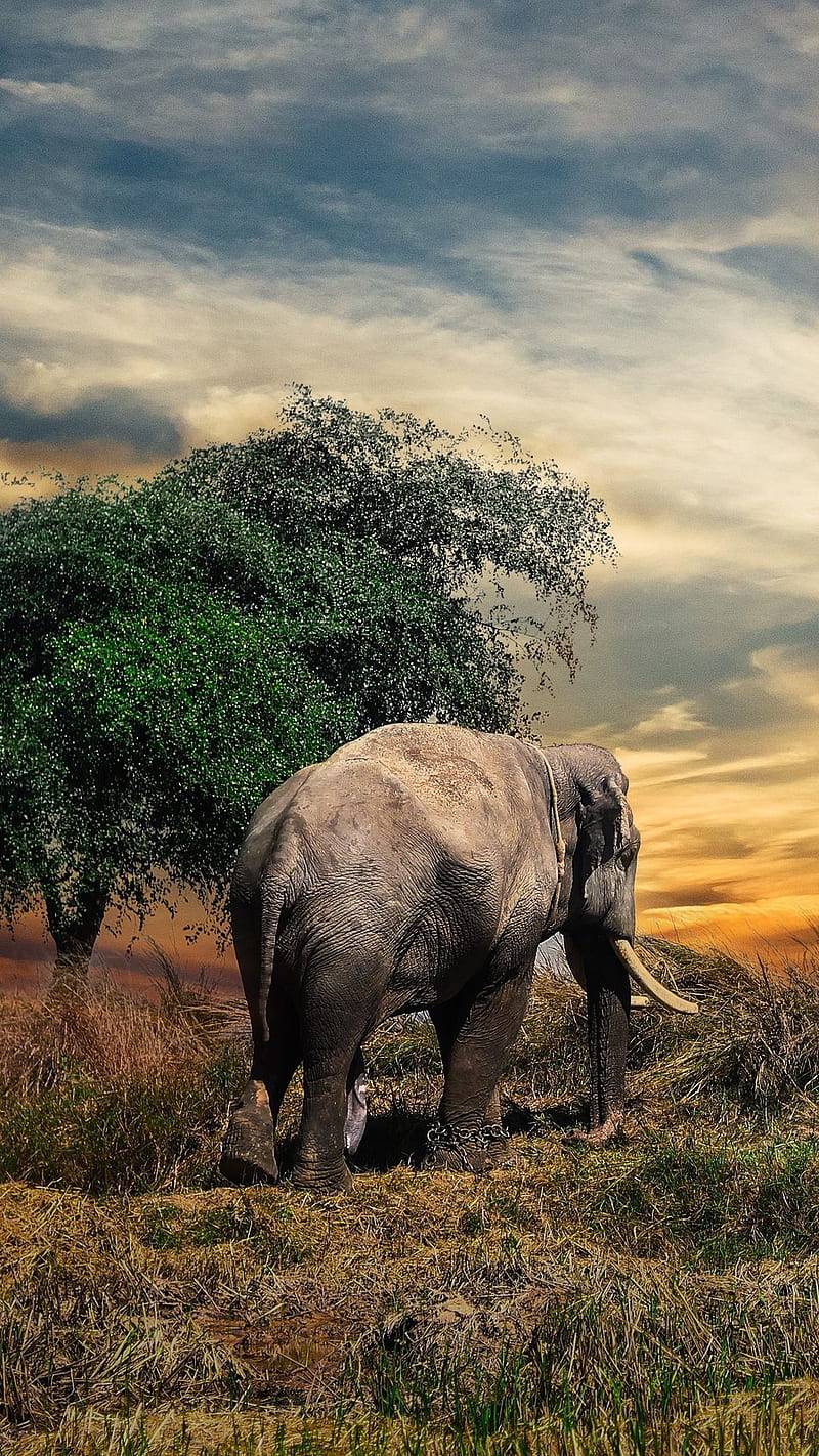 An elephant, africa, alone, animal, back, giant, huge, nature, tree, HD phone wallpaper