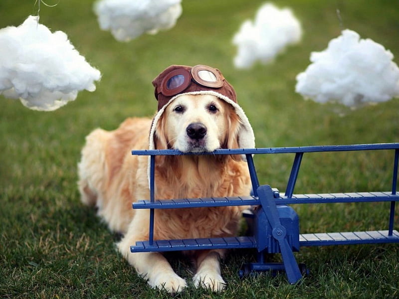 Cute dog, cute, pet, plane, helmet, funny, clouds, animals, dog, HD wallpaper