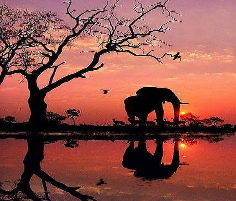 African giant, tree, elephant, birds, sunset, africa, HD wallpaper