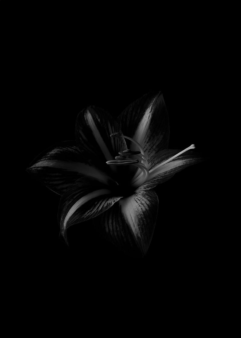 lily, flower, bw, black, HD phone wallpaper
