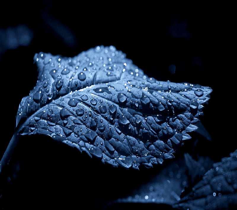 Leaf, HD wallpaper | Peakpx