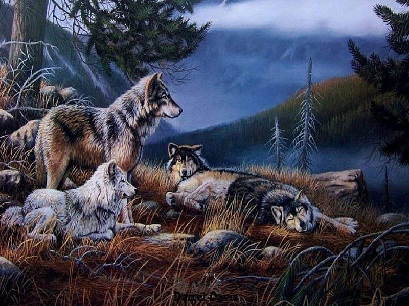 1920x1080px, 1080P free download | Night Time Sleep, nature, wolves ...