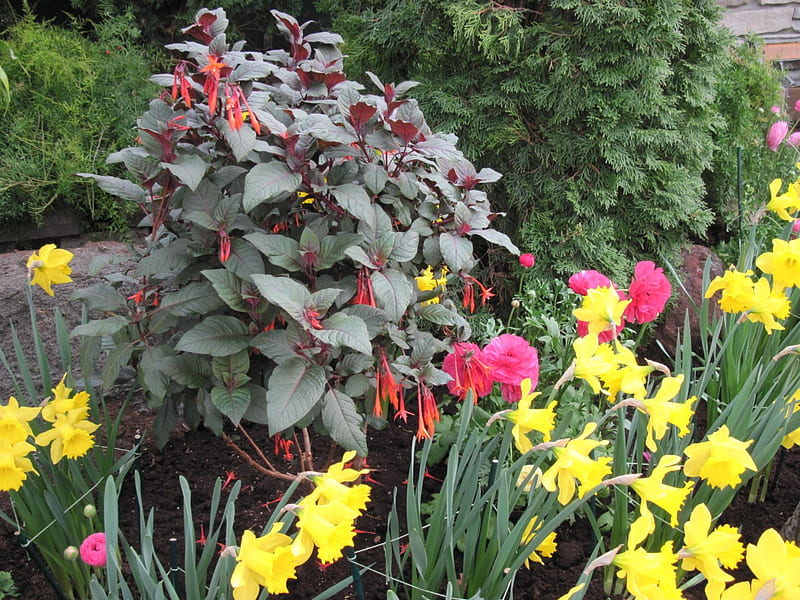 Colorful Garden 07, Daffodils, graphy, green, yellow, garden, Flowers, pink, HD wallpaper