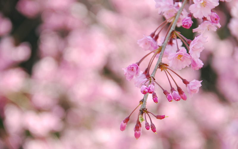 weeping cherry tree-beauty spring, HD wallpaper