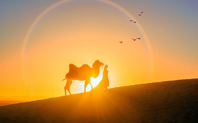 Beautiful Desert Warm Sunset Bird Camel, HD wallpaper