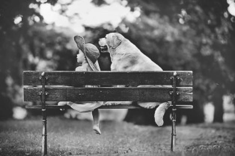 Girl and dog, tree, girl, bench, park, dog, HD wallpaper
