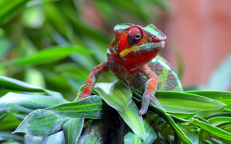 red chameleon-Animal graphy, HD wallpaper