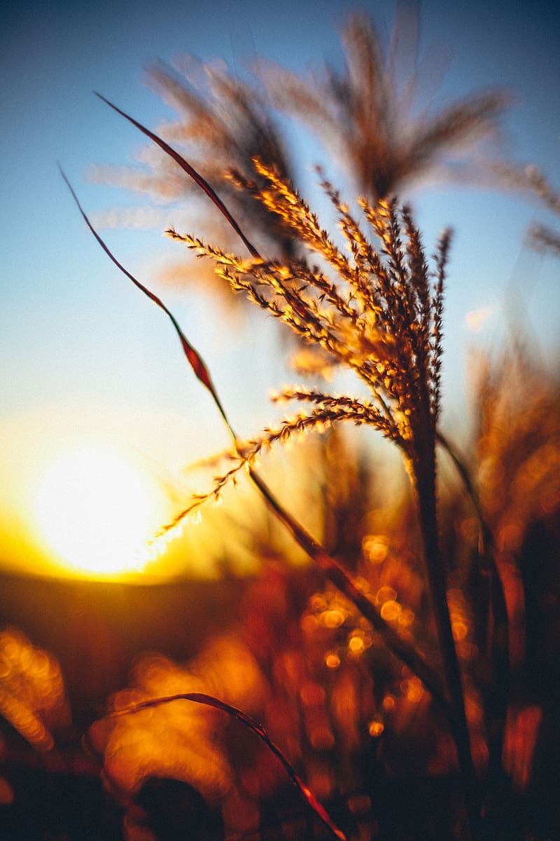 plant, ears, grass, sunset, blur, HD phone wallpaper