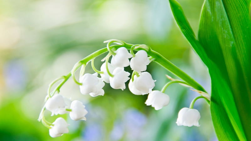 Lily of the Valley, lily, flowers, leaves, bells, HD wallpaper