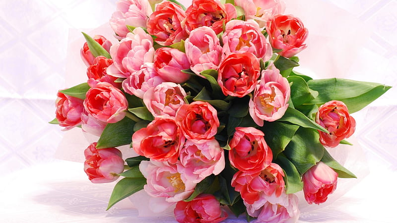 My favorite Tulips, red, Pink, Nature, Bouquet, HD wallpaper