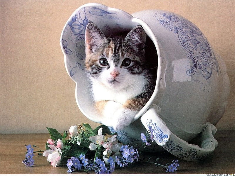 Hiding Place, flowers, cat, kitten, milk jug, HD wallpaper
