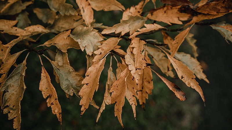 brown dried leaves in close up graphy, HD wallpaper