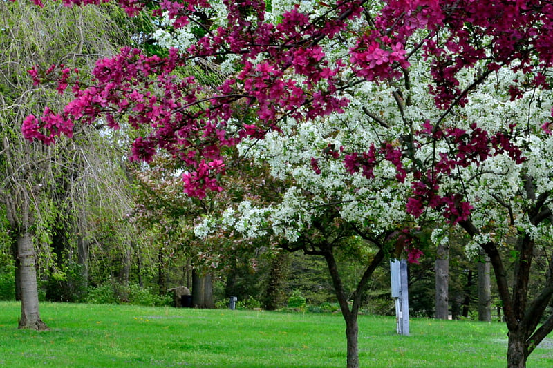 Spring In Full Bloom, full bloom, spring, spring flowers, HD wallpaper