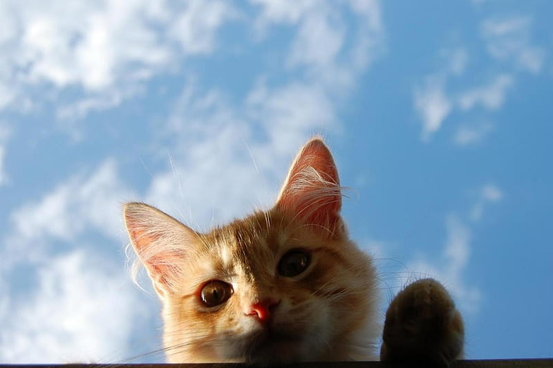 Peek-A-Boo, pretty, close, bonito, adorable, animal, sweet, nice, close up, beauty, cloud, lovely, kitty, closeup, sky, cat, cute, kawaii, kitten, HD wallpaper