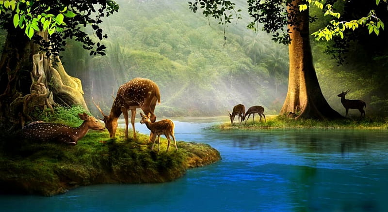 Serenity, stream, fawns, woods, creek, fog, deer, mist, doe, water, HD wallpaper