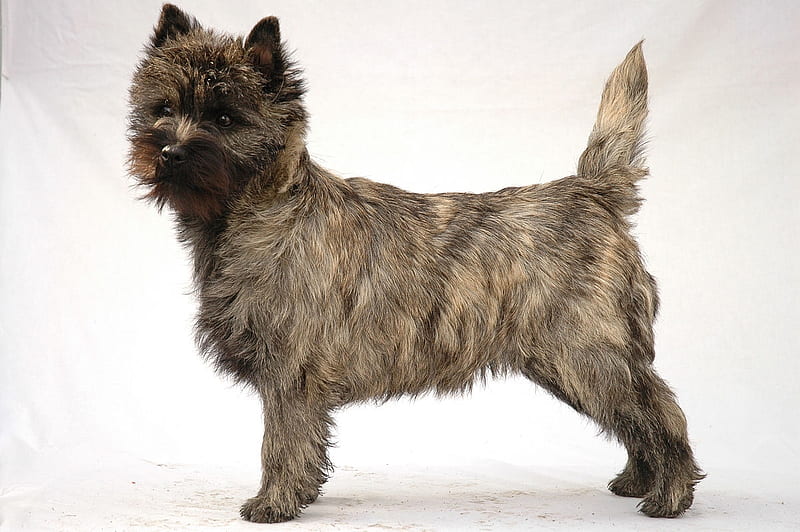 Scottish Dog Breeds - Cairn Terrier, Scottish Dog Breeds, Scotland, Cairn Terrier, Scottish Dogs, HD wallpaper