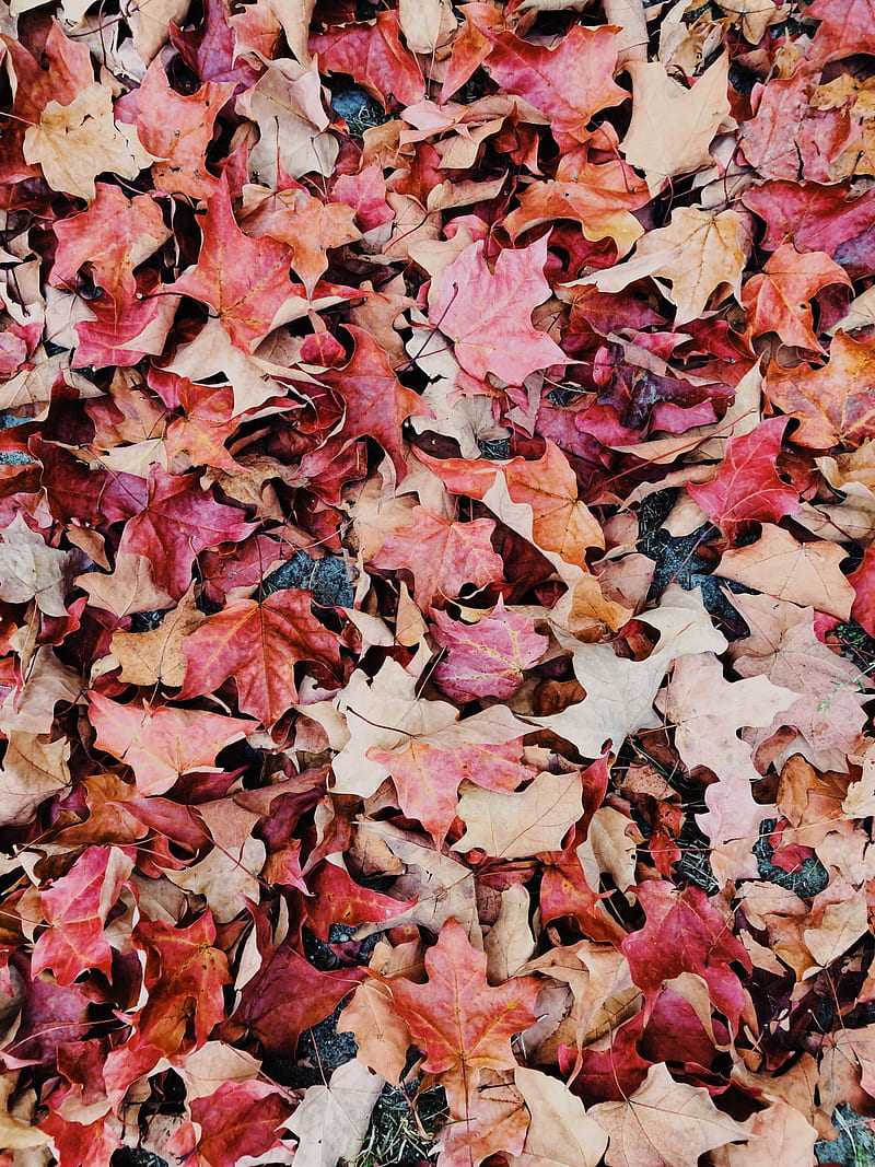 dried leaves, HD phone wallpaper