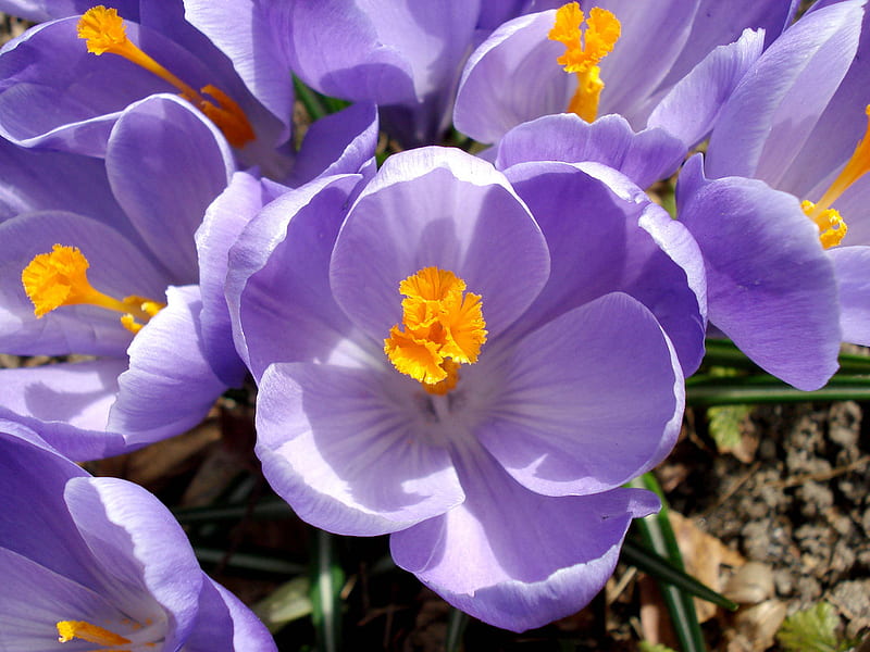 Crocus, crocus heuffelianus, flowers, spring, lavender, flori, lila, primavara, mov, HD wallpaper