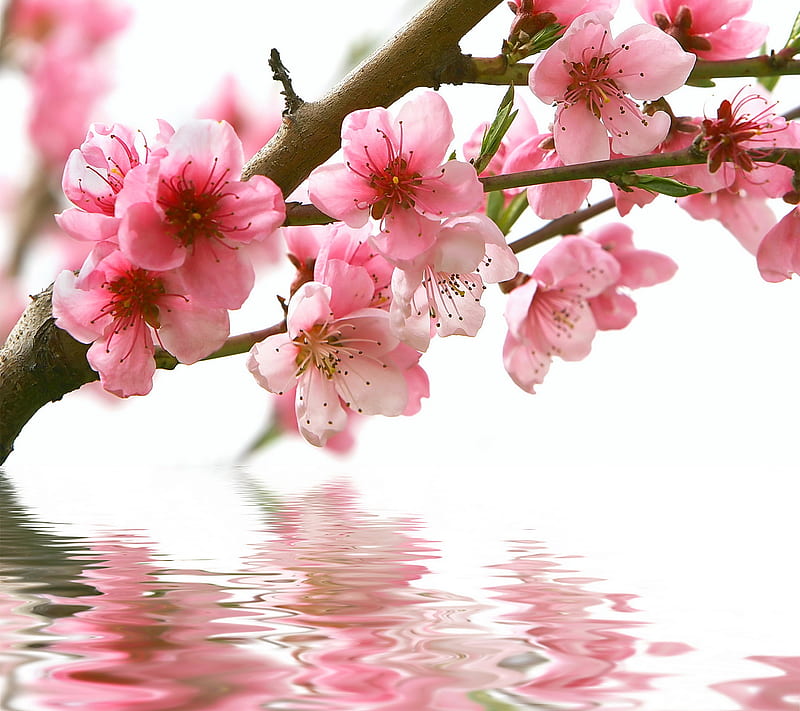 Pink Blossom, spring, HD wallpaper