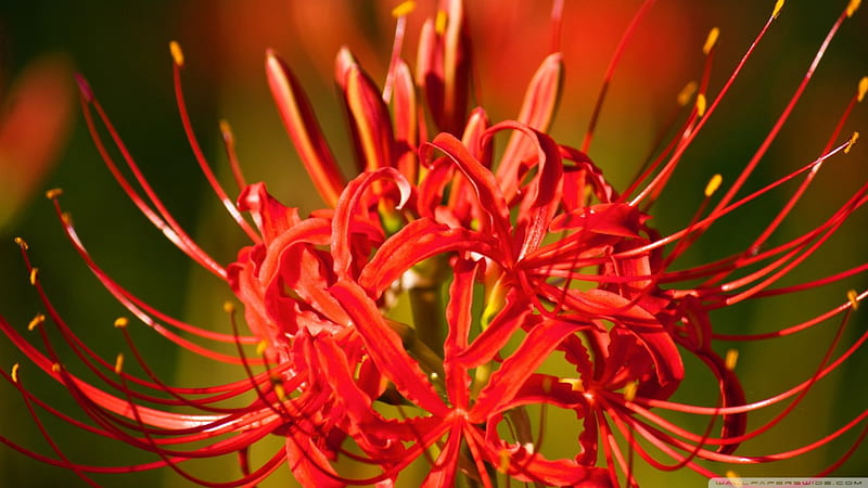 Higanbana - Red Spider Lily, Red, Lily, Radiata, Spider, Lycoris, Hurricane, HD wallpaper