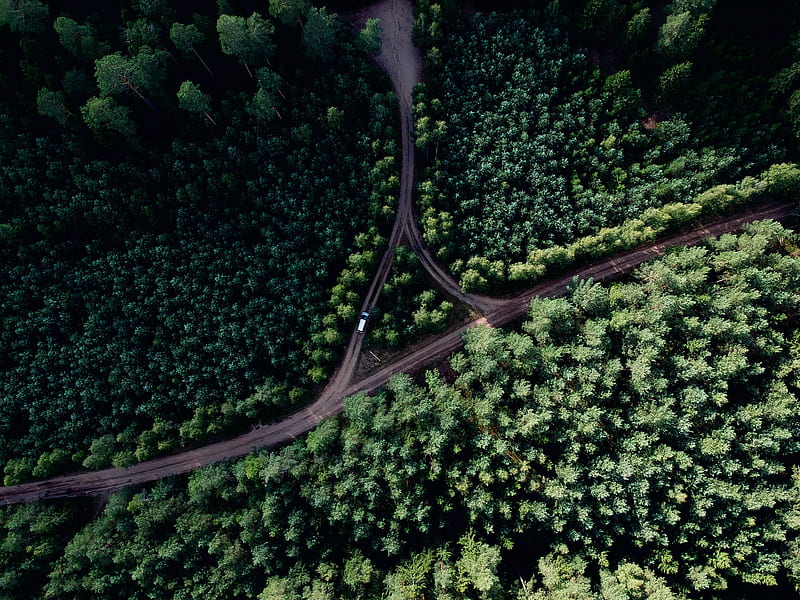 aerial of road at middle of forest, HD wallpaper