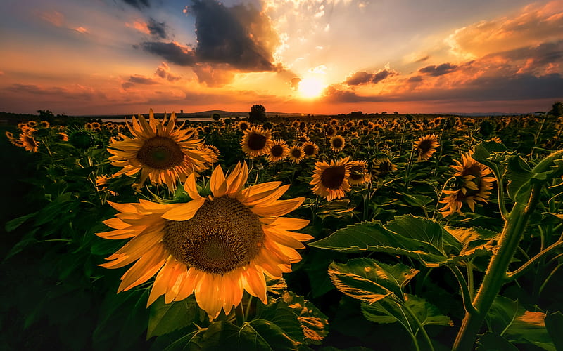 Field of Sunflowers in the Light of the Rising Sun, sun, sunflowers, nature, clouds, sky, lights, field, HD wallpaper