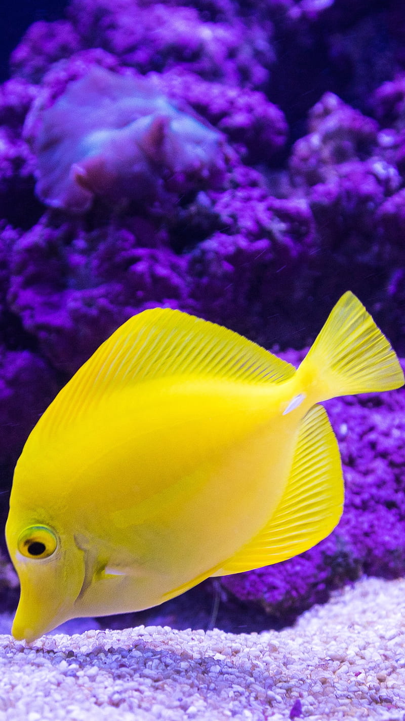 Tropical Fish , yellow tang, sea life, HD phone wallpaper