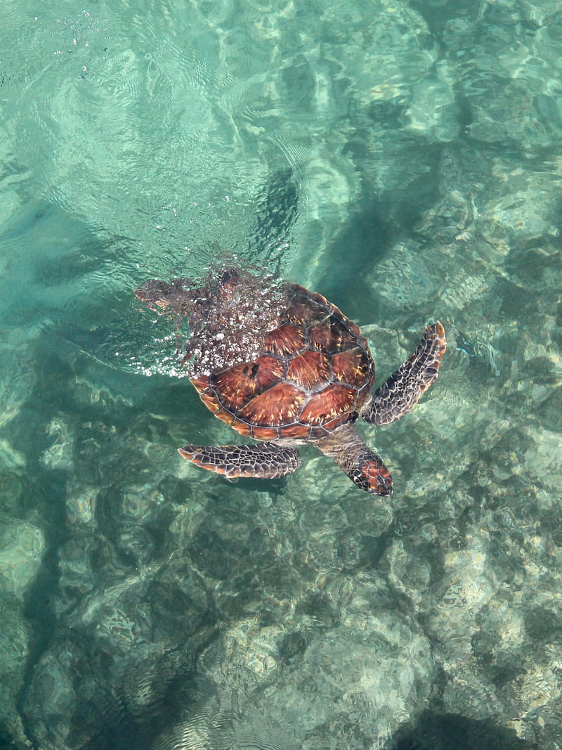 turtle, sea, water, swim, HD phone wallpaper