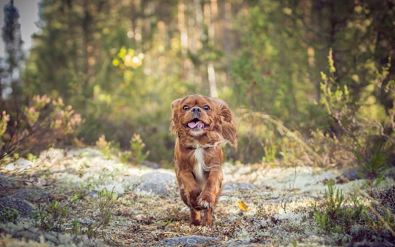 English Cocker Spaniel, running dog, forest, brown curly dog, pets, dogs, HD wallpaper